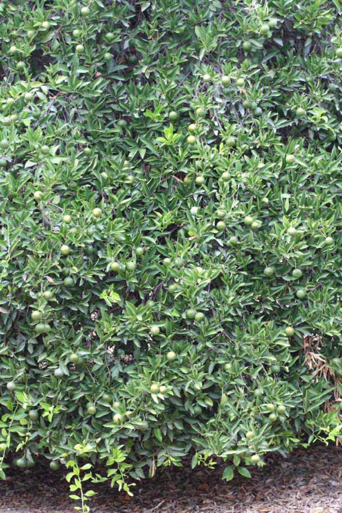              Habit (Riverside, CA)       